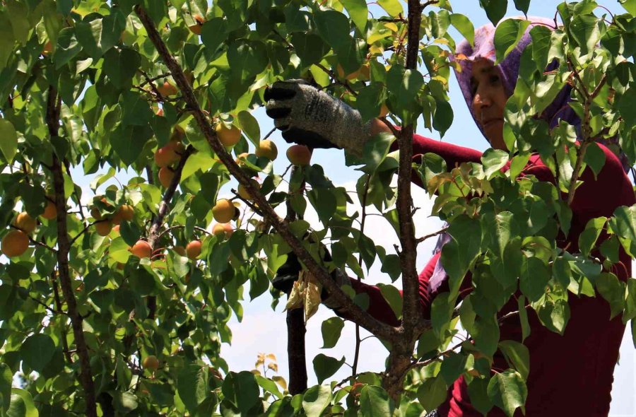 Kayısının Altın Yılı: Üreticinin Yüzü İki Kez Güldü