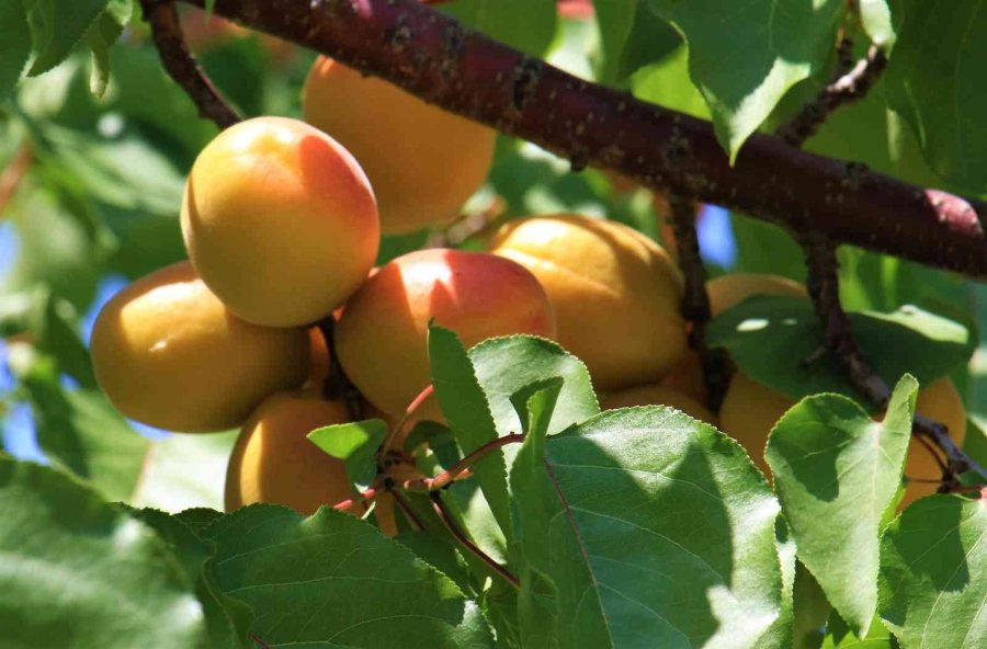 Kayısının Altın Yılı: Üreticinin Yüzü İki Kez Güldü