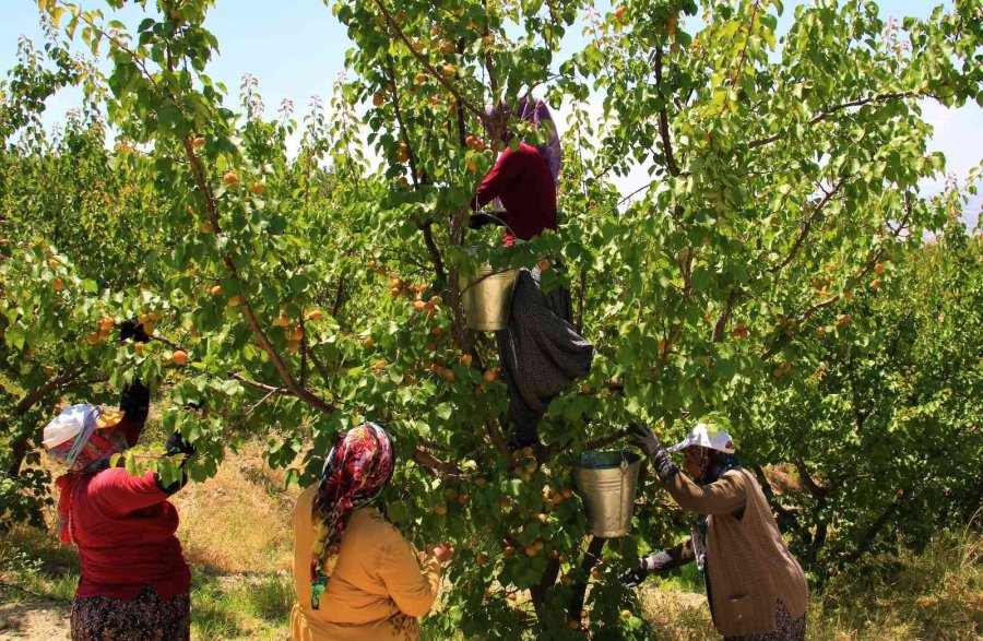 Kayısının Altın Yılı: Üreticinin Yüzü İki Kez Güldü