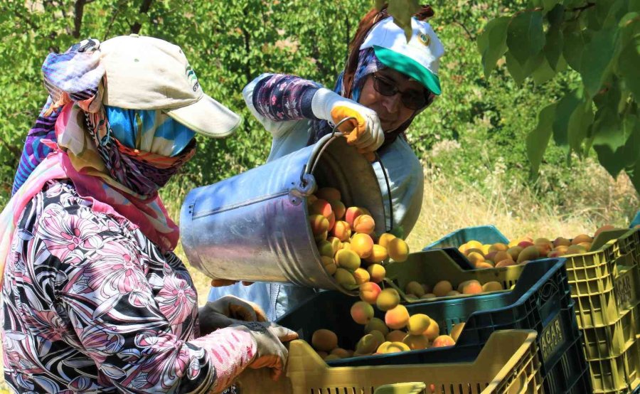 Kayısının Altın Yılı: Üreticinin Yüzü İki Kez Güldü