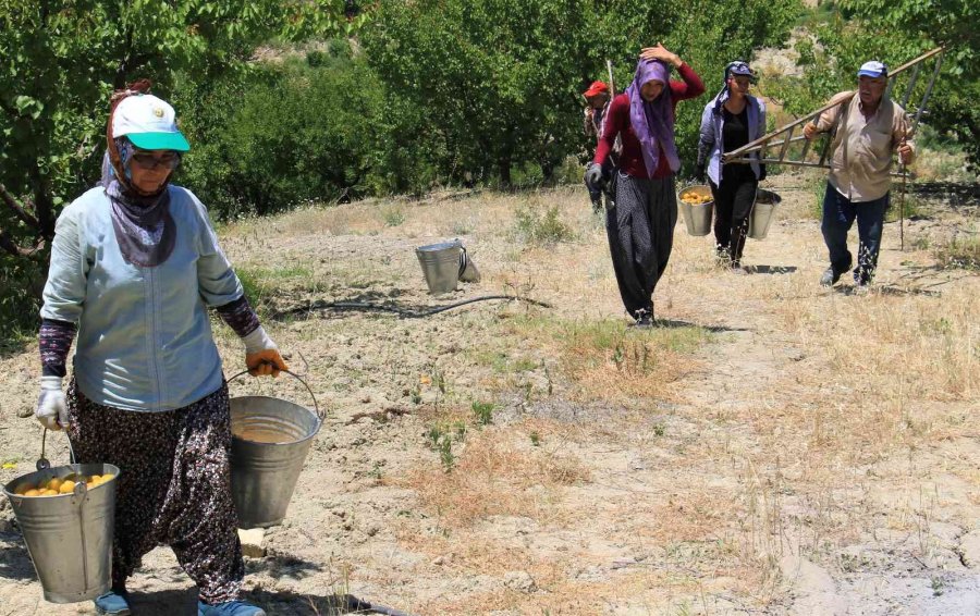 Kayısının Altın Yılı: Üreticinin Yüzü İki Kez Güldü
