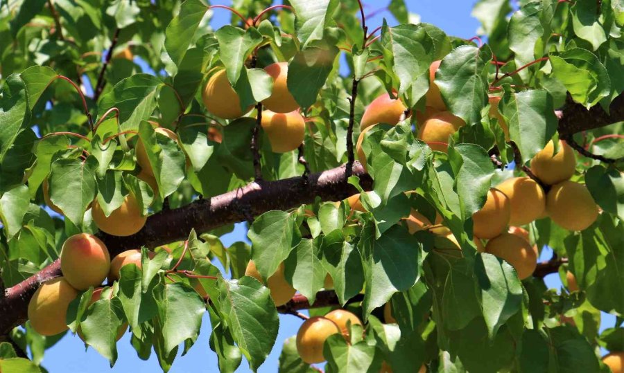 Kayısının Altın Yılı: Üreticinin Yüzü İki Kez Güldü