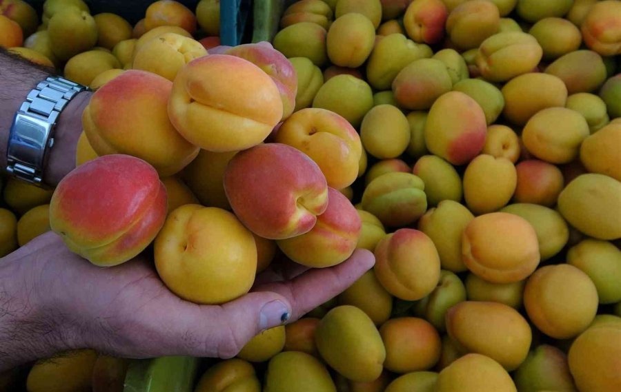 Kayısının Altın Yılı: Üreticinin Yüzü İki Kez Güldü