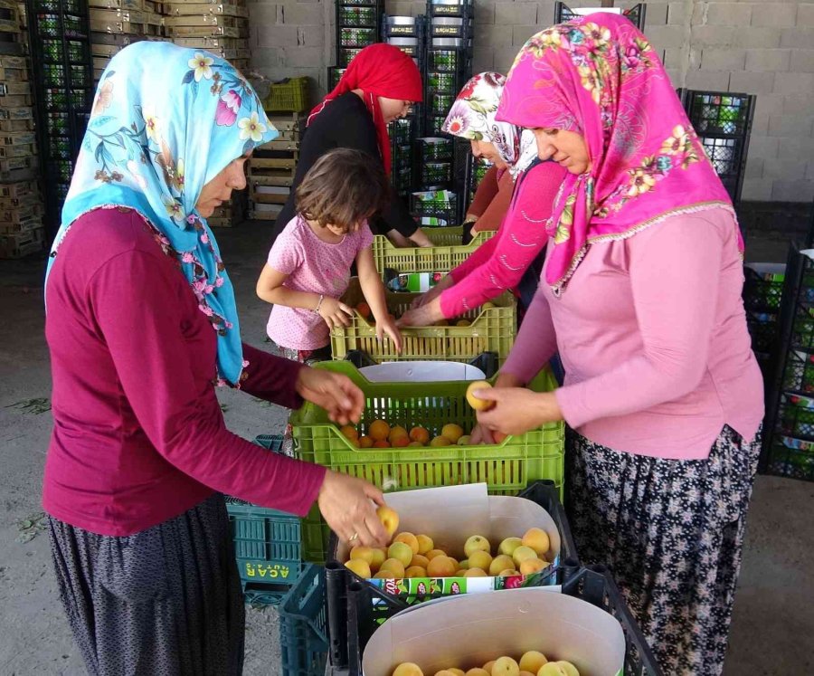 Kayısının Altın Yılı: Üreticinin Yüzü İki Kez Güldü