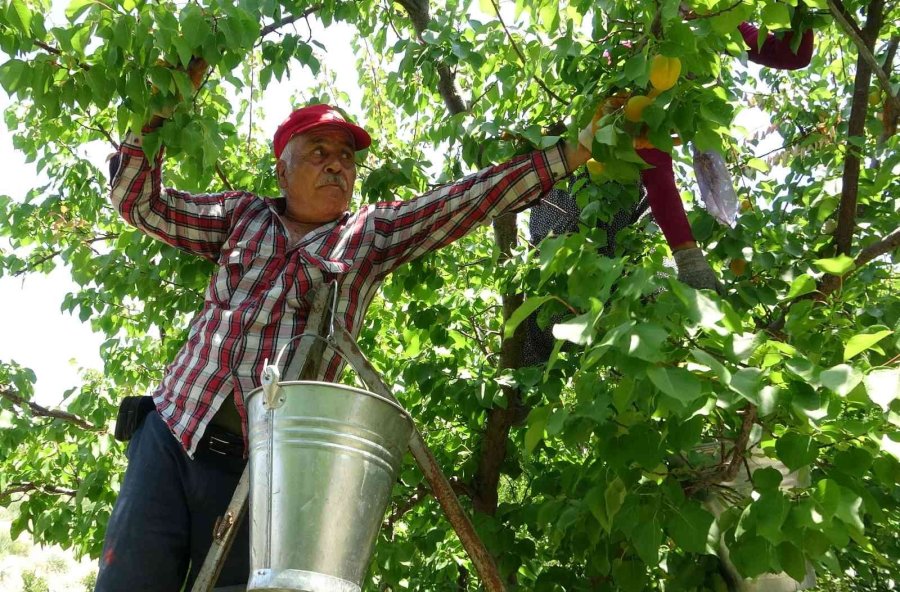 Kayısının Altın Yılı: Üreticinin Yüzü İki Kez Güldü