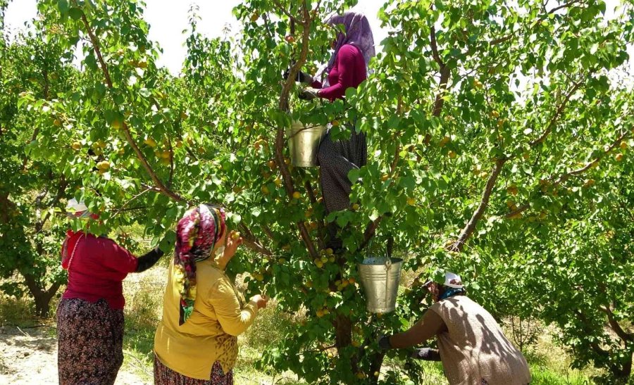Kayısının Altın Yılı: Üreticinin Yüzü İki Kez Güldü