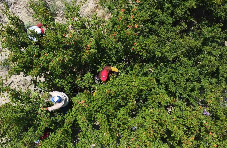 Kayısının Altın Yılı: Üreticinin Yüzü İki Kez Güldü