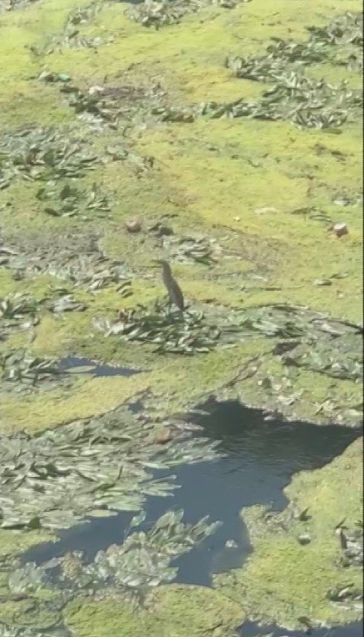 Nesli Tükenmekte Olan Balaban Kuşu, Düden Çayı Üzerinde Görüntülendi