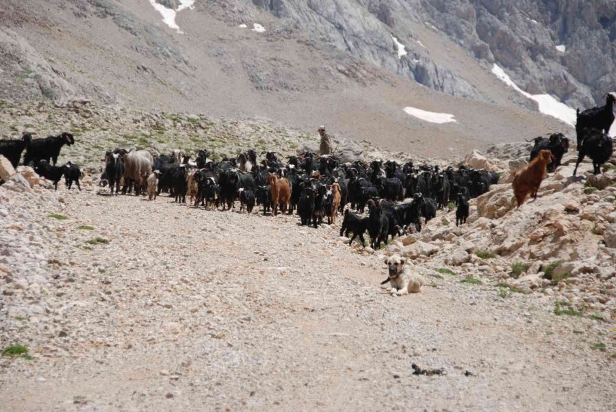 Antalya’da Yörüklerin Karla Kaplı Yayla Serüveni Başladı