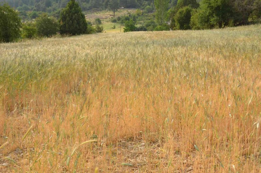 Ekilmeyen Tarım Arazileri Ata Tohumuyla Yeşerdi