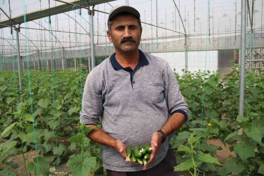 Hasadı Başlayan Salatalıkta Fiyat Ters Yönde