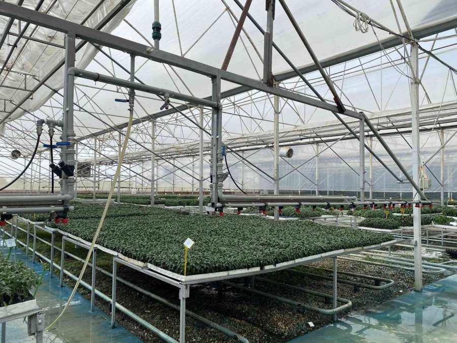 Yeni Sezonun Gözdesi Yine Domates Olacak