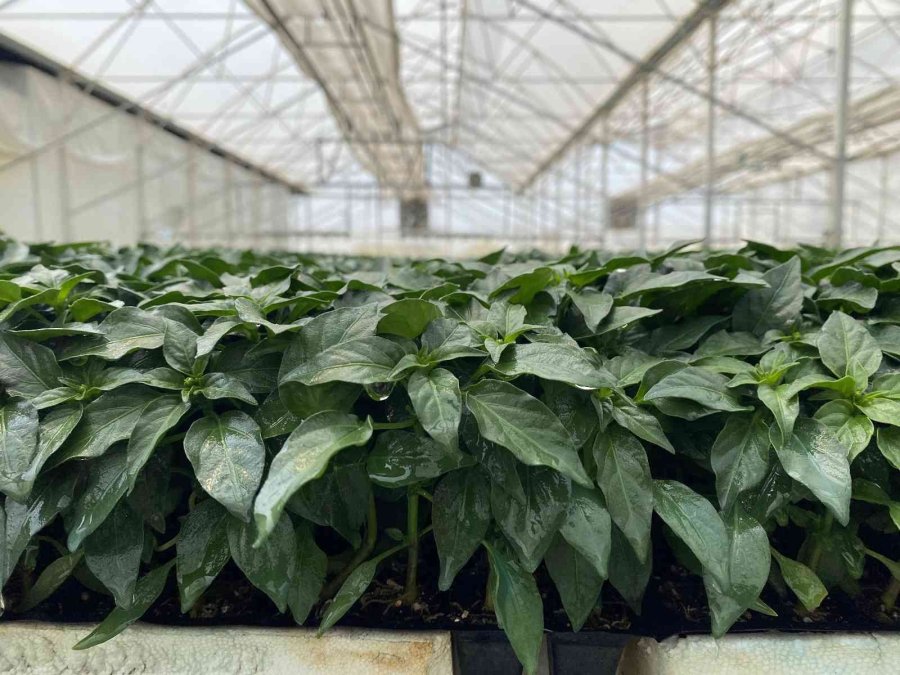 Yeni Sezonun Gözdesi Yine Domates Olacak