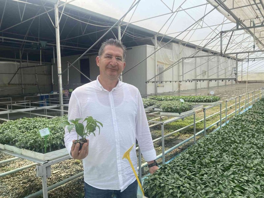 Yeni Sezonun Gözdesi Yine Domates Olacak