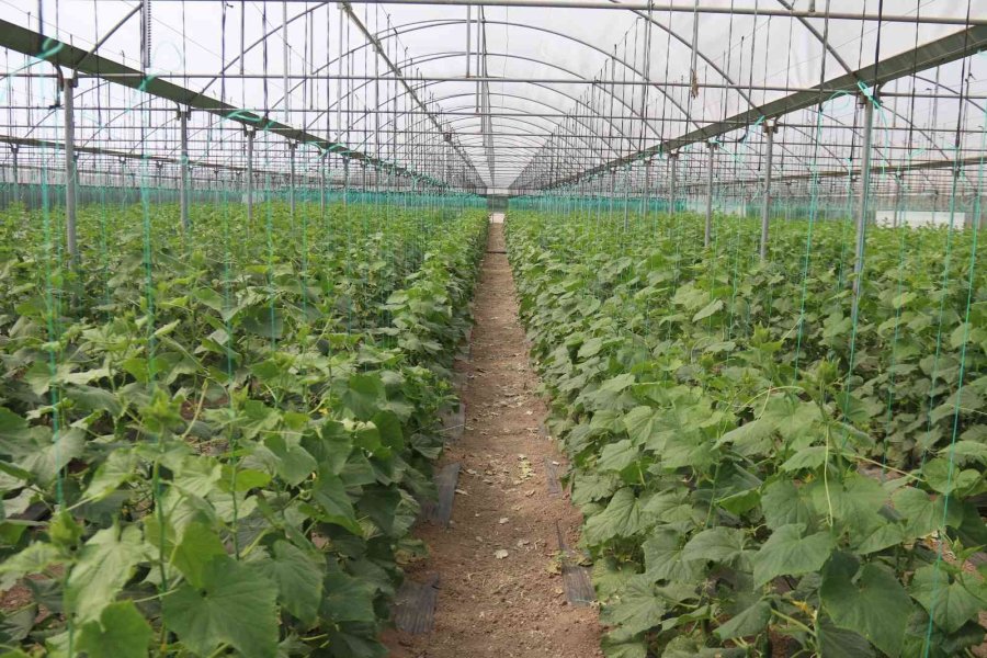 Hasadı Başlayan Salatalıkta Fiyat Ters Yönde