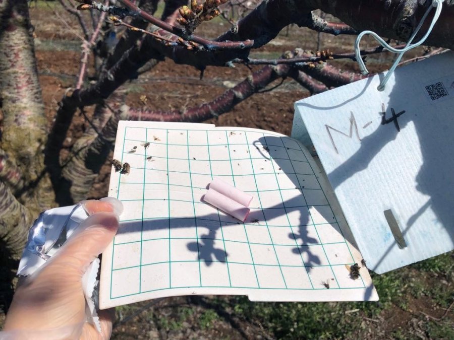 Mihalıççık İlçesi Akdeniz Meyve Sineğinden Ari Alan Tesis Edildi