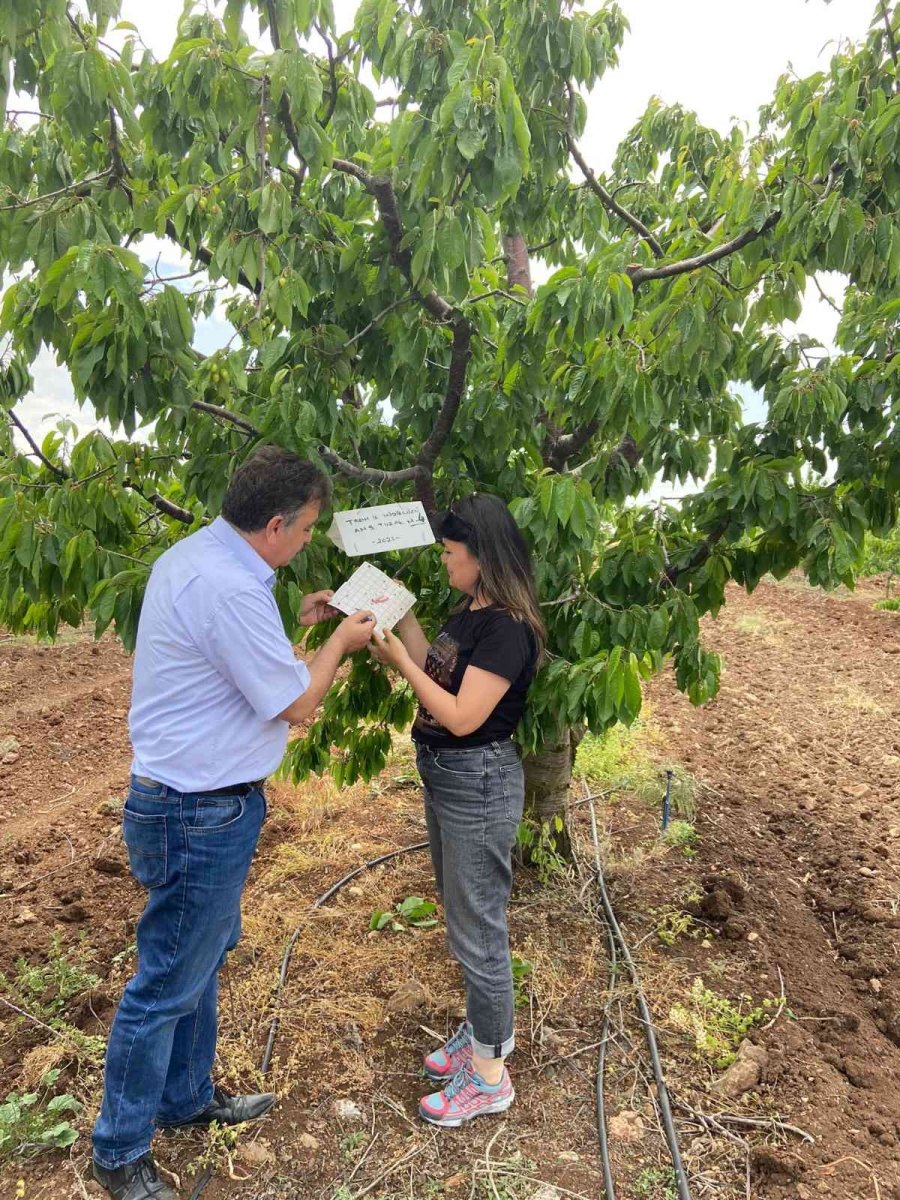 Mihalıççık İlçesi Akdeniz Meyve Sineğinden Ari Alan Tesis Edildi