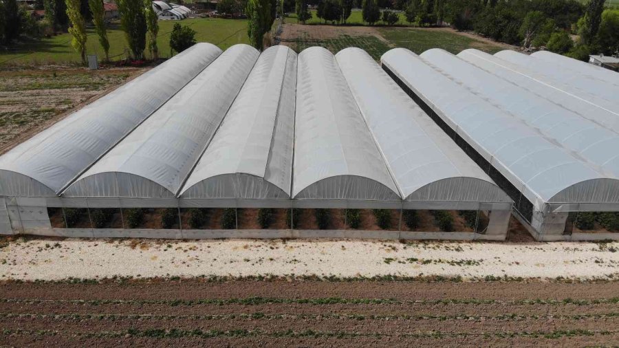 Hasadı Başlayan Salatalıkta Fiyat Ters Yönde