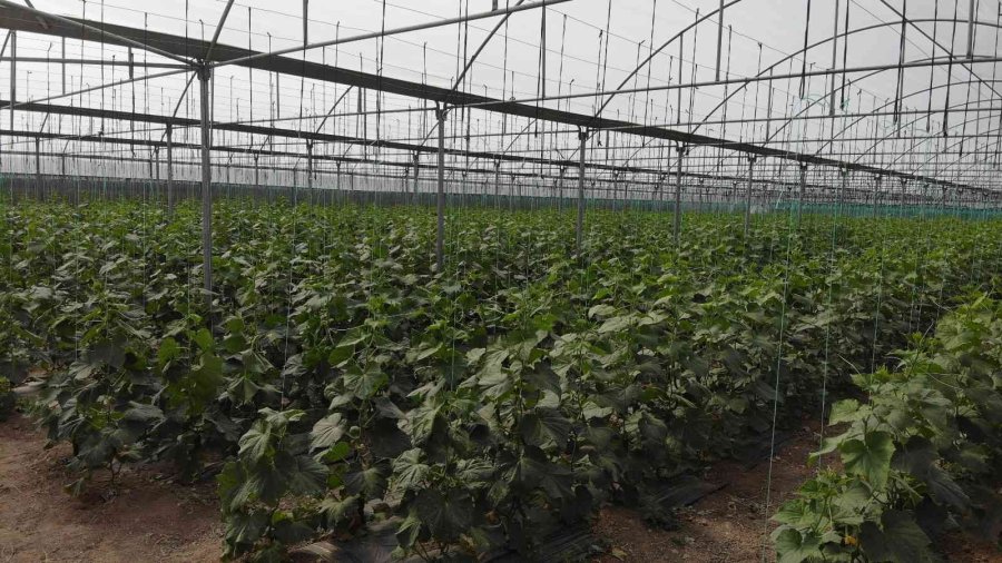 Hasadı Başlayan Salatalıkta Fiyat Ters Yönde