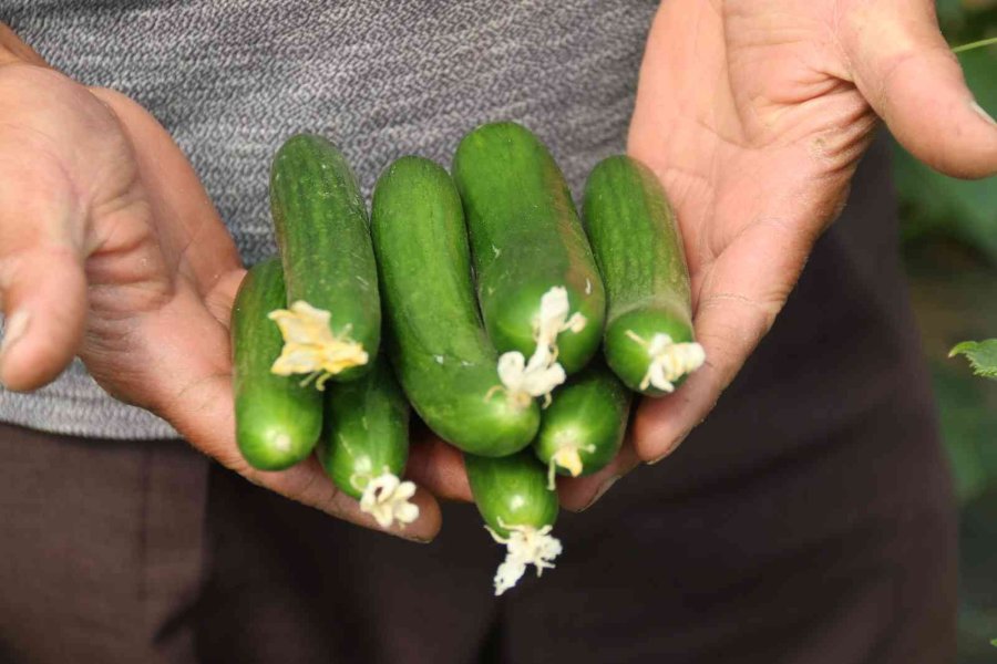 Hasadı Başlayan Salatalıkta Fiyat Ters Yönde