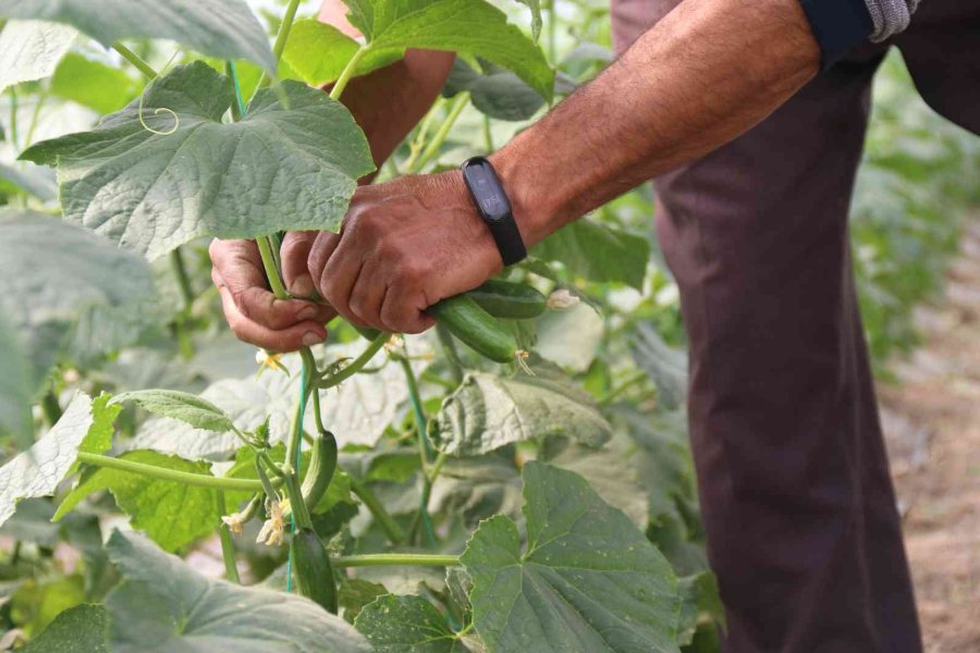 Hasadı Başlayan Salatalıkta Fiyat Ters Yönde