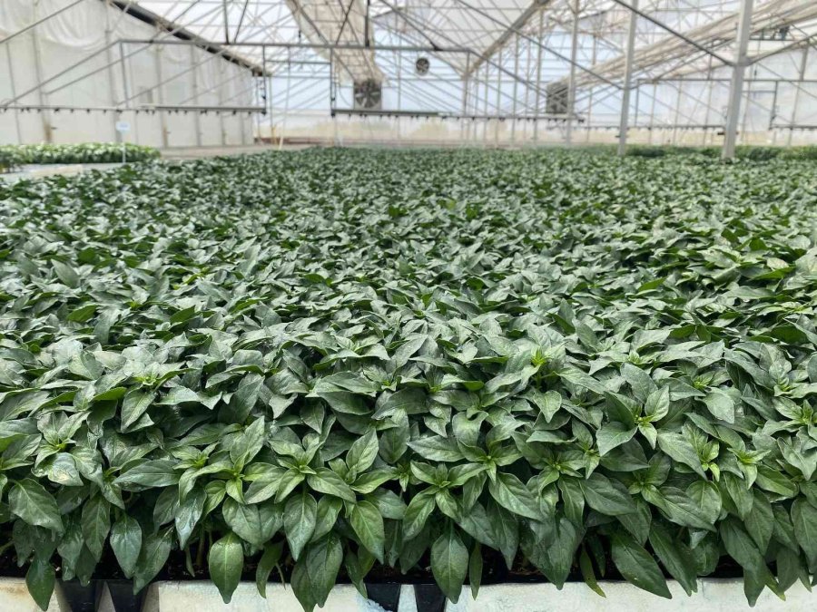 Yeni Sezonun Gözdesi Yine Domates Olacak