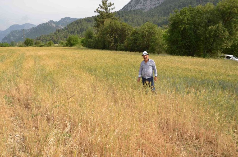 Ekilmeyen Tarım Arazileri Ata Tohumuyla Yeşerdi