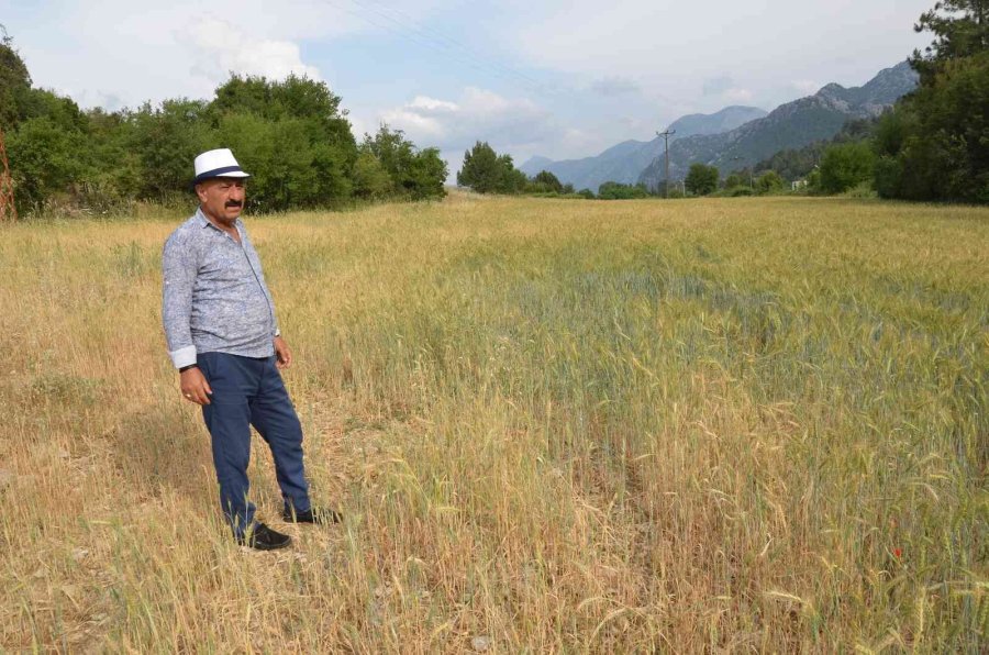 Ekilmeyen Tarım Arazileri Ata Tohumuyla Yeşerdi
