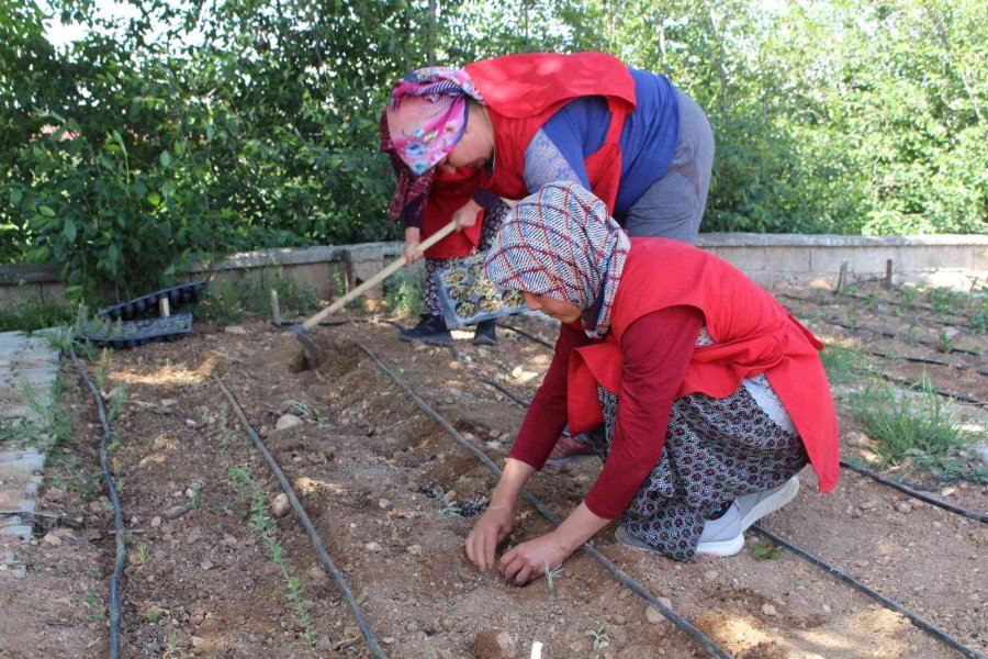 Korkuteli’nde Kadınlar Tıbbi Ve Aromatik Bitki Yetiştirecek