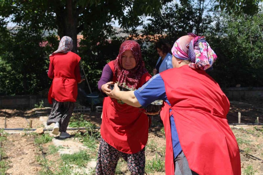Korkuteli’nde Kadınlar Tıbbi Ve Aromatik Bitki Yetiştirecek