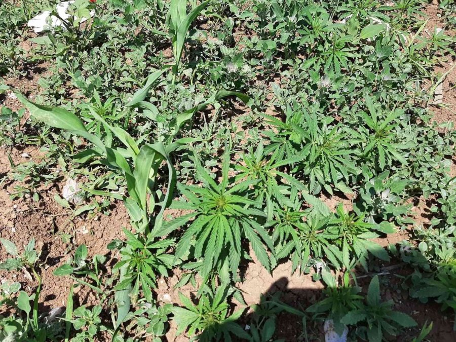 Mısır Tarlasına Ekili 900 Kök Kenevir Ele Geçirildi