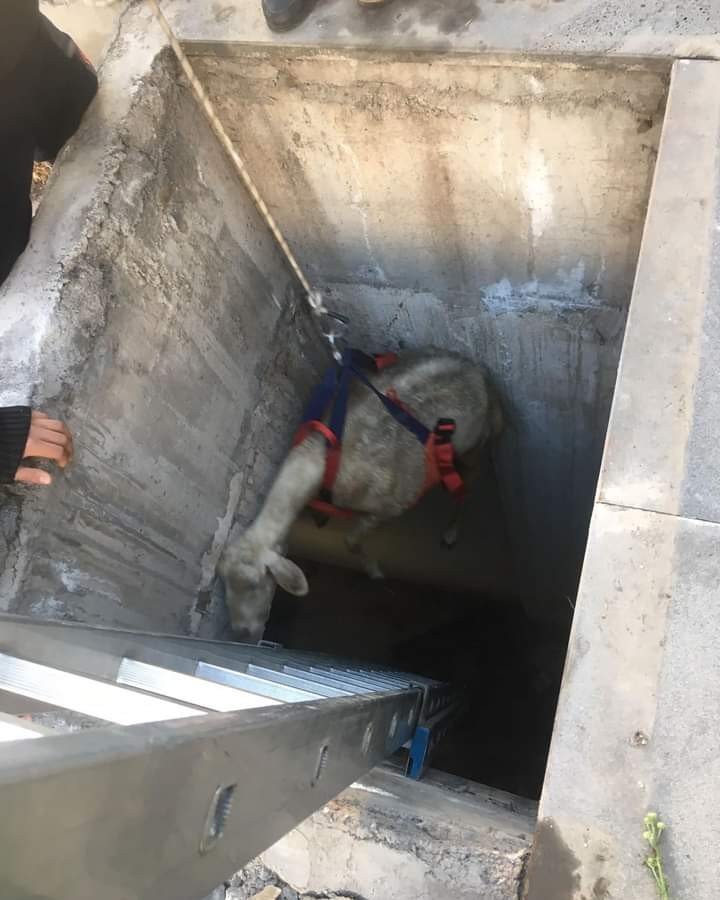 Kuyuya Düşen Koyunu İtfaiye Kurtardı