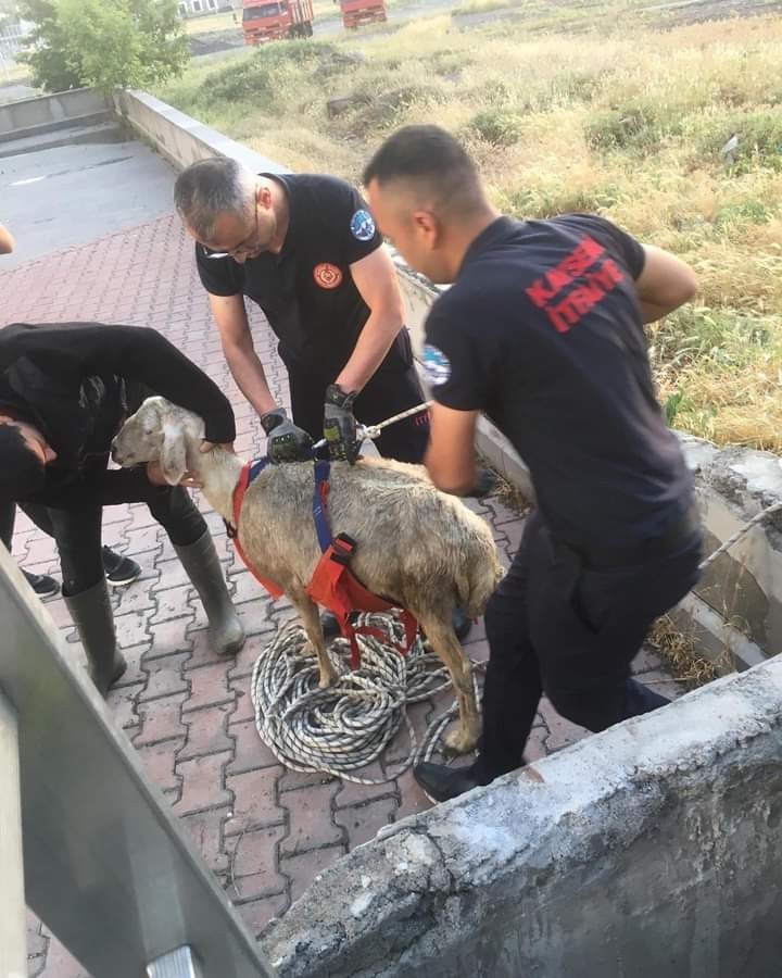 Kuyuya Düşen Koyunu İtfaiye Kurtardı