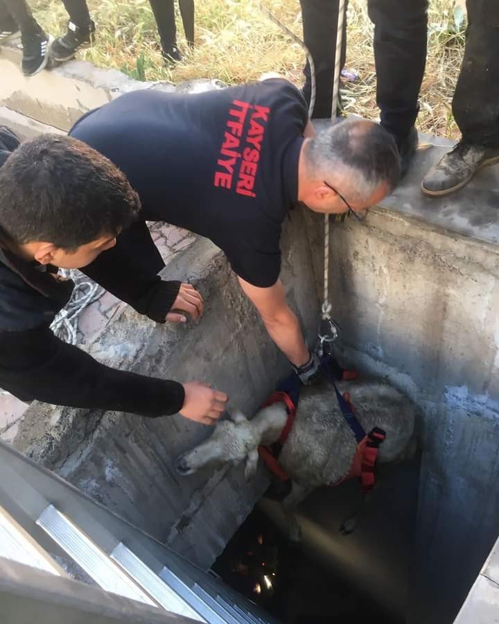 Kuyuya Düşen Koyunu İtfaiye Kurtardı