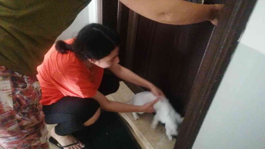 Lise Öğrencisi, Kedisi Duman’a Kavuşunca Sevinçten Ağladı