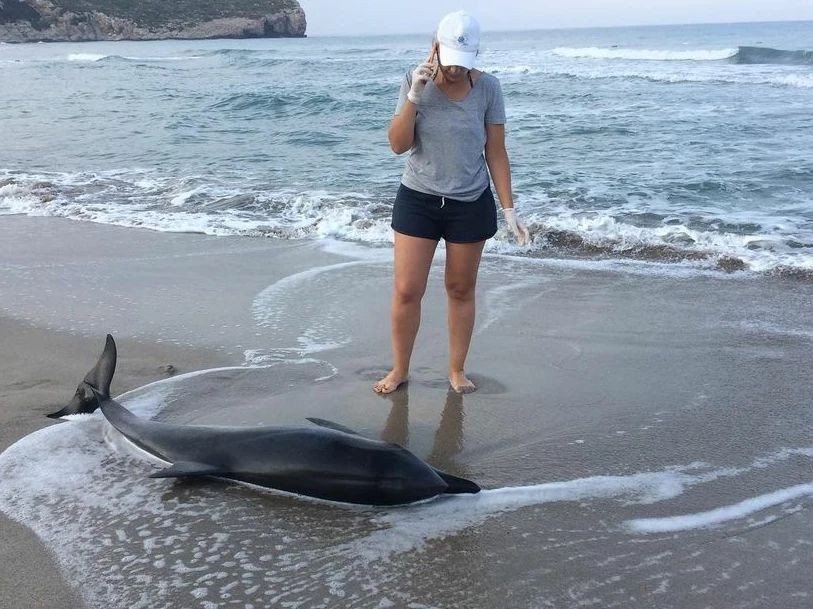 Su Sporları Araçlarına, Caretta Caretta Uyarısı