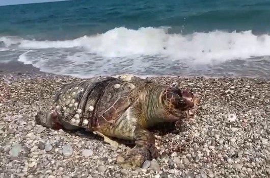 Su Sporları Araçlarına, Caretta Caretta Uyarısı