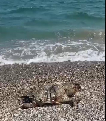 Su Sporları Araçlarına, Caretta Caretta Uyarısı