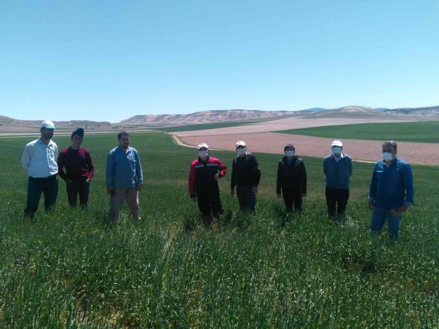 Yaklaşık 2 Milyon Dekarlık Alanda 69 Teknik Elemanla Süne Sürveyi Yapıldı