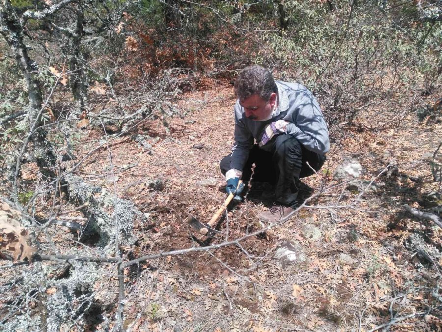 Yaklaşık 2 Milyon Dekarlık Alanda 69 Teknik Elemanla Süne Sürveyi Yapıldı