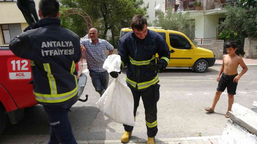 Odunlukta 2 Metrelik Yılan Operasyonu