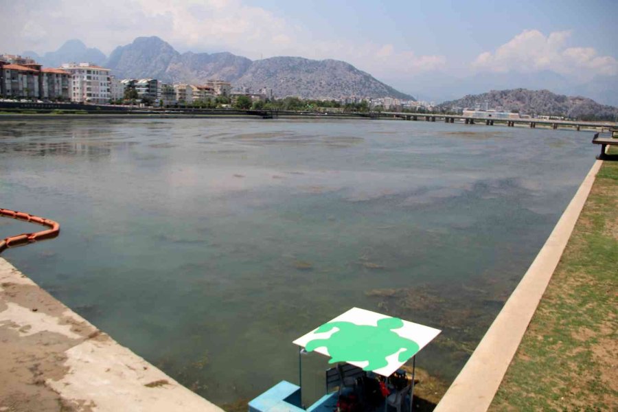 Boğaçayı’nın Yosunlanları Sağlık Ve Biyolojik Temizlik İşareti