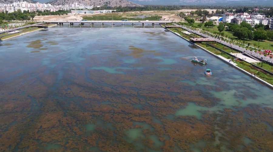 Boğaçayı’nın Yosunlanları Sağlık Ve Biyolojik Temizlik İşareti