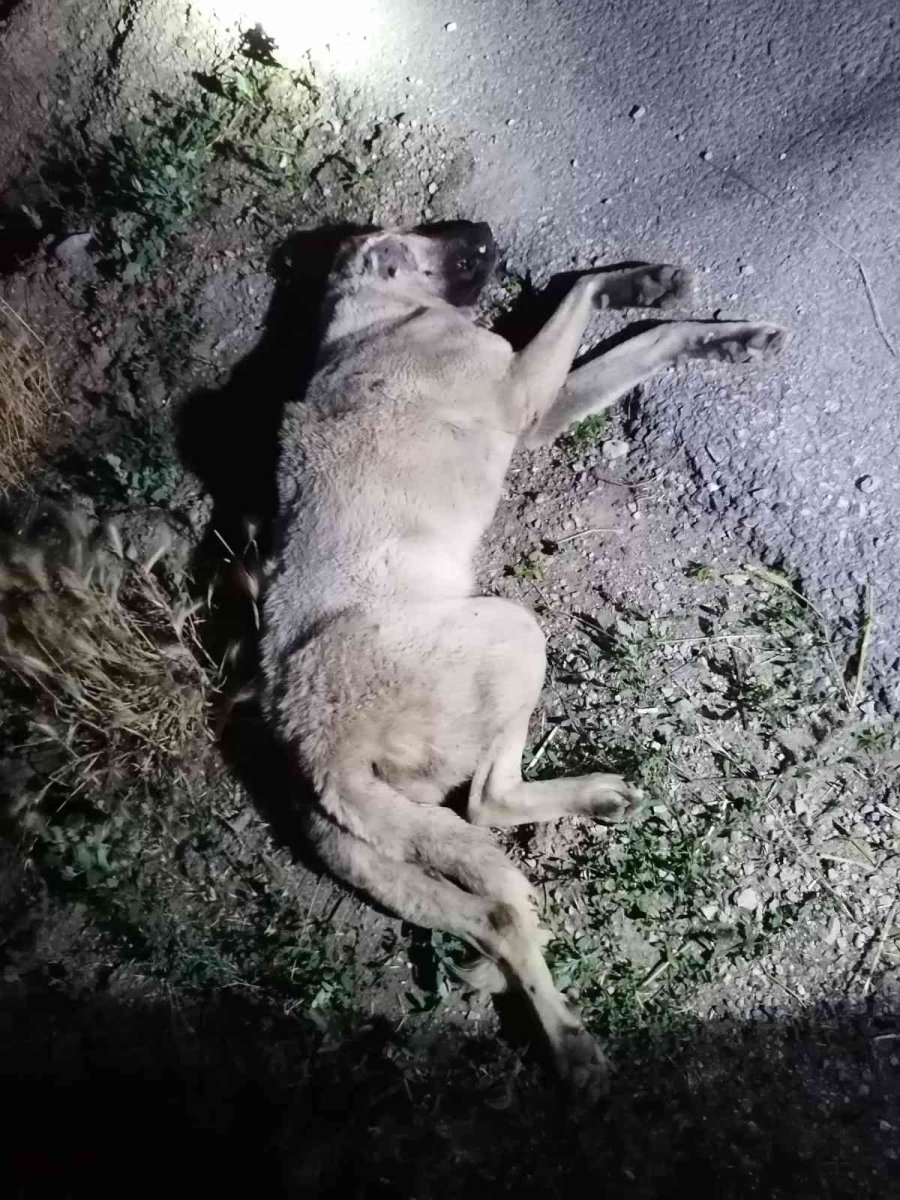 Köpeğe Çarpan Otomobil Bir Evin Bahçesine Savruldu: 1 Yaralı