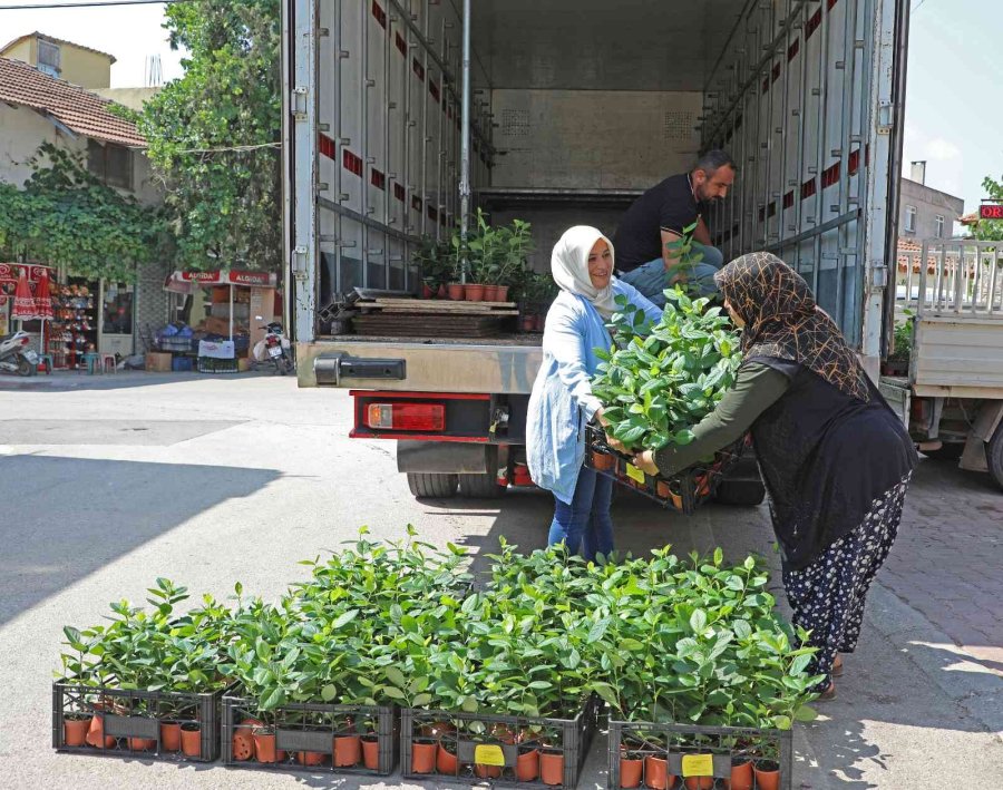 “aronya” Üreticiye Alternatif Olacak