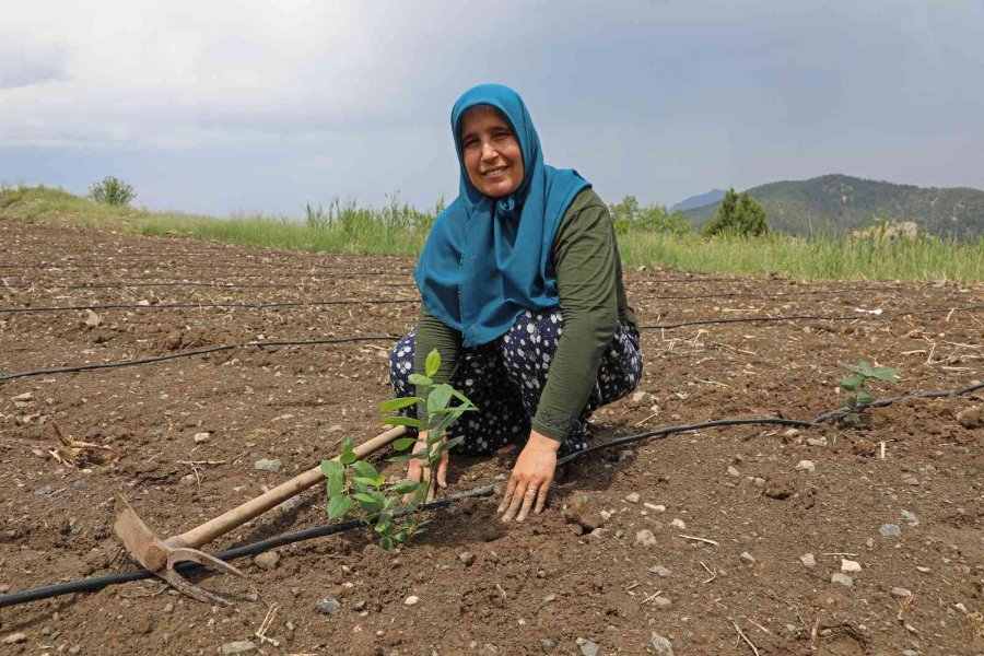“aronya” Üreticiye Alternatif Olacak
