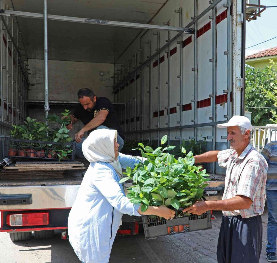 “aronya” Üreticiye Alternatif Olacak