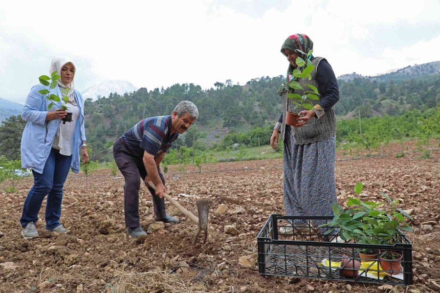 “aronya” Üreticiye Alternatif Olacak