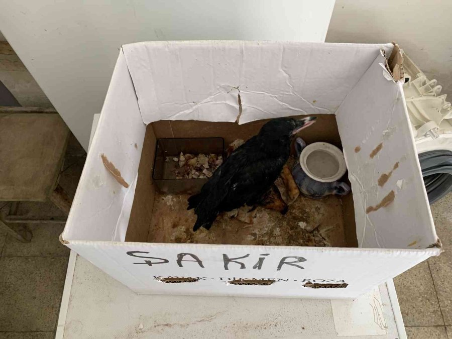 Yaralı Kargayı Recep Amca Kurtardı