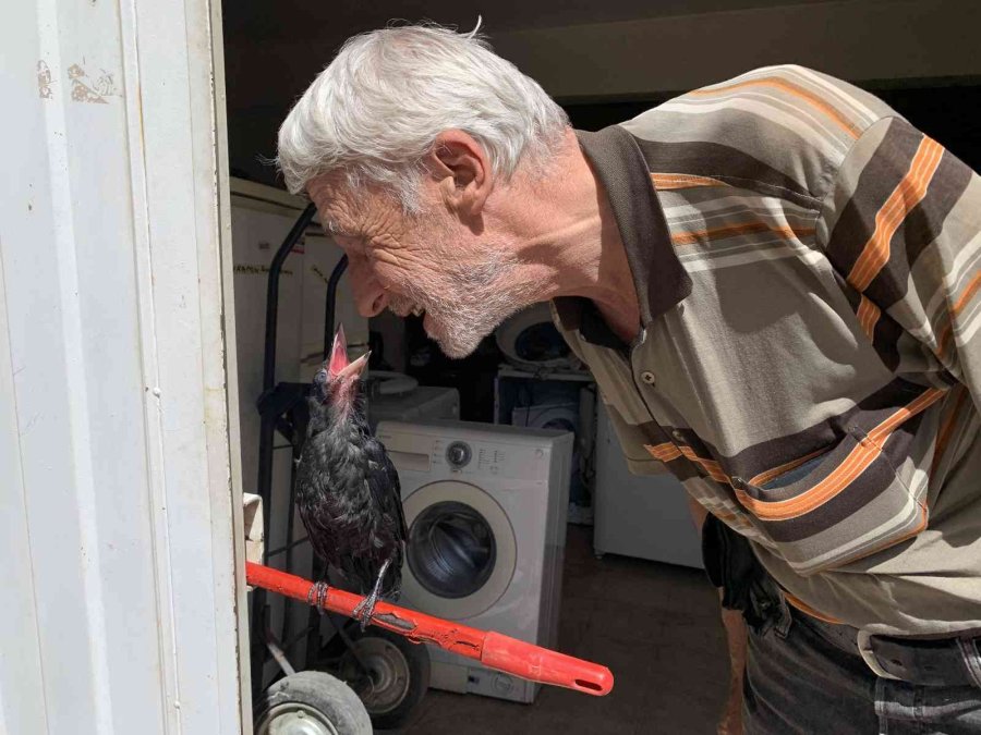 Yaralı Kargayı Recep Amca Kurtardı